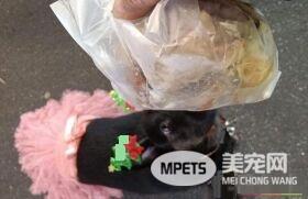 身穿蓬蓬裙米克斯最后一次捐血 连续6年光荣退休