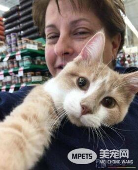 橘猫经历过二次死劫 幸遇救命恩人撒娇表谢意