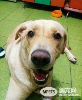 汪和主人离别后坐守门口 传来43秒影片顿时泪崩