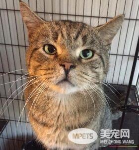 超不好惹的街猫老大 养病时竟变成爱撒娇的搭肩猫