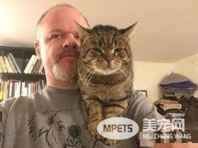 超不好惹的街猫老大 养病时竟变成爱撒娇的搭肩猫