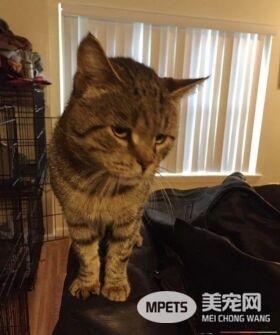 超不好惹的街猫老大 养病时竟变成爱撒娇的搭肩猫