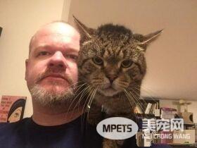 超不好惹的街猫老大 养病时竟变成爱撒娇的搭肩猫
