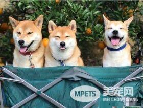 不想回家任性到变花栗鼠脸 意外神复制李荣浩
