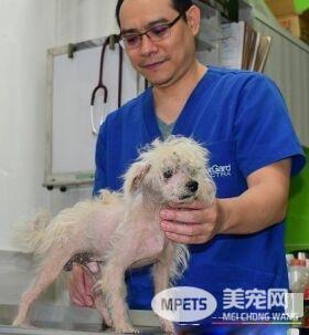 善心正妹凌晨援救抹布狗 掏百元钞票感动哭志工