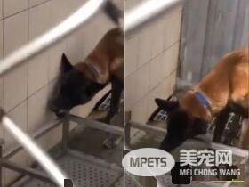 亲人狼犬遭弃养在收容所 就算受伤仍然非常爱撒