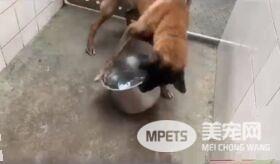 亲人狼犬遭弃养在收容所 就算受伤仍然非常爱撒