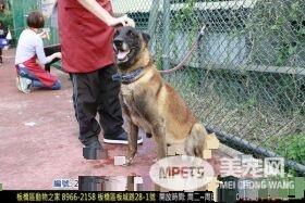 亲人狼犬遭弃养在收容所 就算受伤仍然非常爱撒