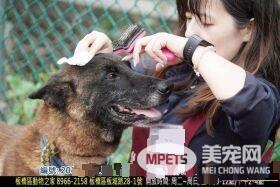 亲人狼犬遭弃养在收容所 就算受伤仍然非常爱撒