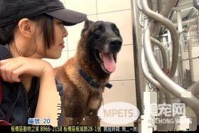 亲人狼犬遭弃养在收容所 就算受伤仍然非常爱撒