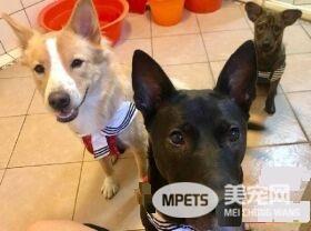 汪们厌倦陪蹲厕所 如今饲主独自享受寂寞的滋味
