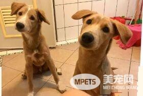 汪们厌倦陪蹲厕所 如今饲主独自享受寂寞的滋味