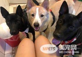 汪们厌倦陪蹲厕所 如今饲主独自享受寂寞的滋味