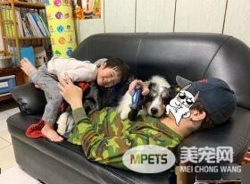 暖汪发现弟弟被罚站 便情义相挺地进去陪伴