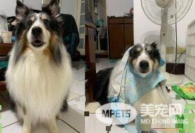 暖汪发现弟弟被罚站 便情义相挺地进去陪伴