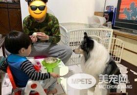 暖汪发现弟弟被罚站 便情义相挺地进去陪伴