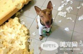 彰化旅行收编会撒娇浪汪 3年长胖近10公斤
