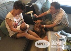 阿公马杀鸡服务 犒赏照顾宝宝的米克斯保姆