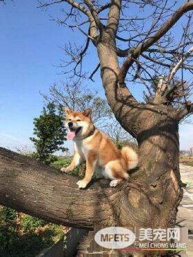 汪狼式仰天长嚎帮和音 快破音的烟酒嗓让人笑翻