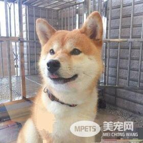 汪狼式仰天长嚎帮和音 快破音的烟酒嗓让人笑翻