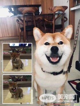 汪狼式仰天长嚎帮和音 快破音的烟酒嗓让人笑翻
