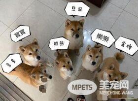 这是本汪的最新造型! 汪头套水壶傻坐原地发呆