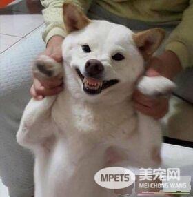 爸失手染剂滴白柴头上 网友：这是很流行的挑染