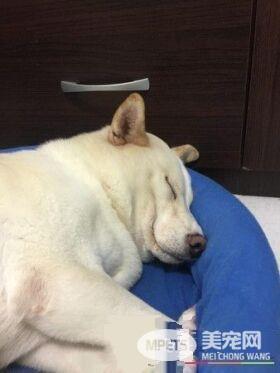 爸失手染剂滴白柴头上 网友：这是很流行的挑染