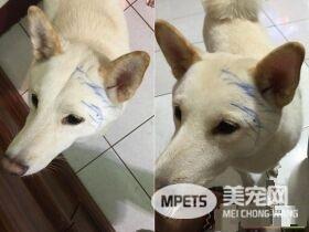 爸失手染剂滴白柴头上 网友：这是很流行的挑染