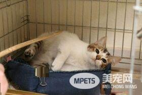 分享主子的巨无霸猫砂块 超像还没炸的鸡排