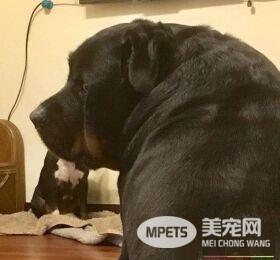 汪陪粉丝等公车 马麻怎么叫就是酷酷的不肯回头