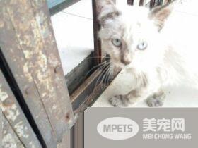 全身脏兮兮浪喵 收编后仅3个月蜕变成绝世美猫