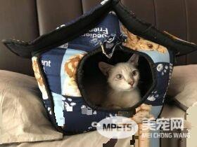 全身脏兮兮浪喵 收编后仅3个月蜕变成绝世美猫