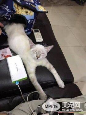 全身脏兮兮浪喵 收编后仅3个月蜕变成绝世美猫
