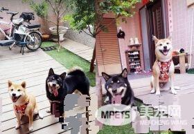 3岁柴跟邻居狗超要好 去麻吉家拜访90%机率扑空