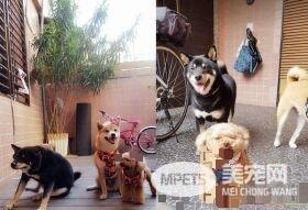 3岁柴跟邻居狗超要好 去麻吉家拜访90%机率扑空