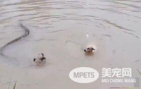 父母的爱真的好伟大! 狗爸妈勇敢与超肥巨蟒激斗