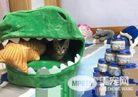 揪团一起玩真喵版桌游 蛀虫喵突冲出咬人