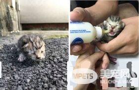 揪团一起玩真喵版桌游 蛀虫喵突冲出咬人