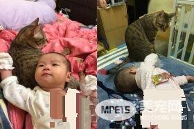 小奴才不识相超大喷嚏 吓得幼猫直接滚到镜头外