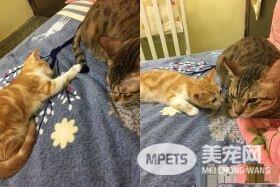 小奴才不识相超大喷嚏 吓得幼猫直接滚到镜头外