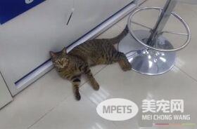 浪喵大闹通讯行 知错带着厚礼赔罪道歉