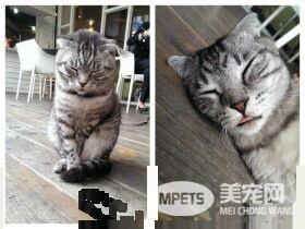 喵星人还要签收包裹 网友：龙哥用猫掌签收吗