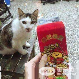 养猫20年遭邻居谩骂 新来外国邻居塞红包给浪猫