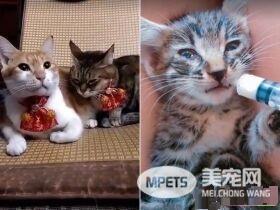 养猫20年遭邻居谩骂 新来外国邻居塞红包给浪猫