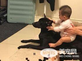 萌片录到一半时 坐骑汪超淡定将妹妹载走!