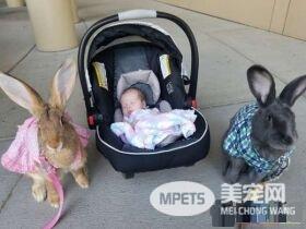 巨兔第一眼见小主人就爱上 二只根本就是超级保姆
