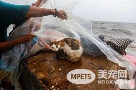 母猫台风中生产 父子拿塑胶布帮母子遮风避雨