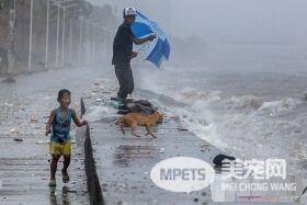 母猫台风中生产 父子拿塑胶布帮母子遮风避雨