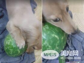 汪趁家人忙着准备晚餐时 偷叼阿嬷的匏瓜狂嗑